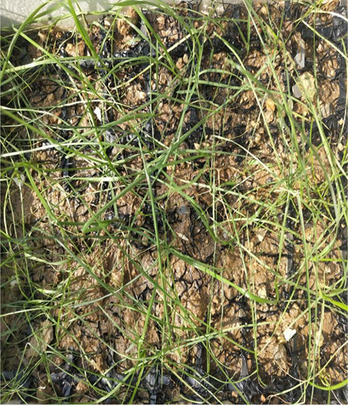 ˮ������̺Ӧ��